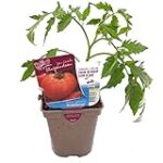 Análisis y comparativa: ¿Qué vinos maridan mejor con tomate sangre de toro? Análisis y comparativa: ¿Qué vinos maridan mejor con tomate sangre de toro?